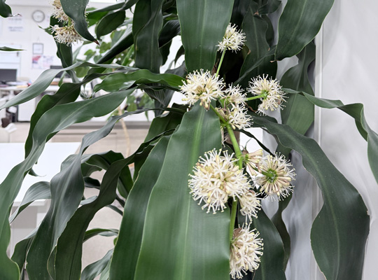 小さな幸せのお裾分け｜事務所の「幸福の木」に花が咲きました。