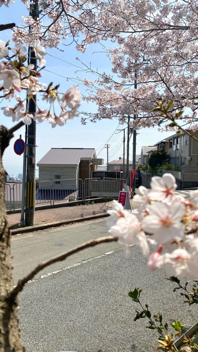 神戸市灘区の「アドミラージュ大月台」では、
エントランス前とバルコニーから見える桜が見頃を迎えています。

🚩本日もオープンハウス開催中🚩
詳しくはプロフィールTop
ストーリーのリンクからチェック👀✨
@daiken_kosan

お電話でのご予約も受付中
大建土地建物株式会社
📞0120-937-663